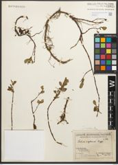 Foto von Salix reptans Rupr.